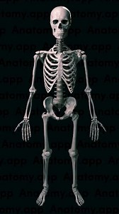 Human skeleton system | PHYSIO-graphy