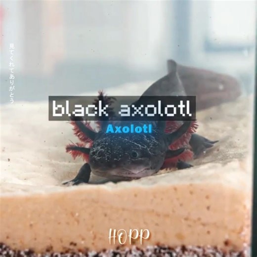 Man Saved Axolotl's Life 🐟💖 #shorts