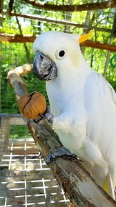 Have you ever wondered how a cockatoo eats those nuts? A cockatoo's tongue acts like a finger. It has a hard upper portion and the soft taste bud section at the back. Here Spike is using his tongue to align the nut until the groove is positioned on the cutting edge of the lower mandible and holds it in place to crack it. #DYK Found only on the island of Sumba, in Indonesia, the citron-crested cockatoo is one of the rarest species of cockatoos. The IUCN believes that the citron-crested cockatoo f