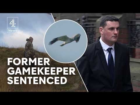 Former gamekeeper sentenced over plot to kill protected Hen Harrier