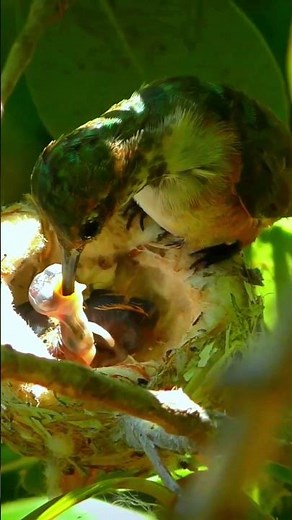 Colibrí alimentando a sus crías