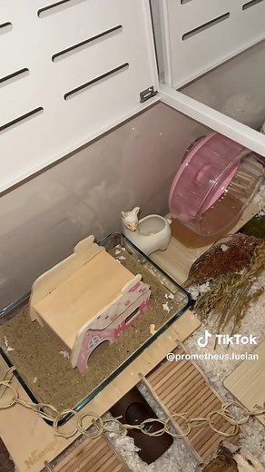 Essential Care Tips for Your Dwarf Hamster