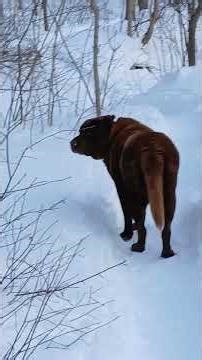 CHOCO'S SUPERBOWL #superbowl #dog #dogs #dogshorts #dogvideos #labrador #snow #doglove #doglife #lab