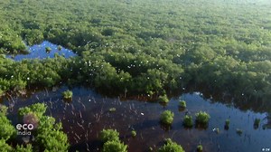 The Sundarbans: Severely affected by climate change