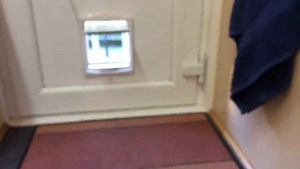 2.1K views · 268 reactions | Humza had 3 minutes of cat flap training and success. It'll be a doddle to show him how to move the flap. I'm so proud of him. And he's answering to his name consistently. | Parsley | Facebook