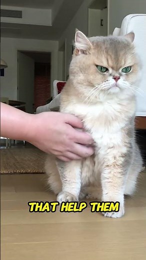 Why Cats Love Being Petted So Much! (The Secret Behind Cat Affection 🐾❤️)