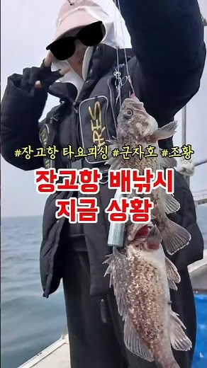 Current fishing conditions at Janggo Port~ The rockfish are a good size. #JanggoPort #QuickFishing