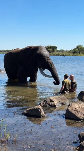 Look at this awesome experience with Mak the elephant - he is a confident bull with an inquisitive n_038 | Cooking With MiMi