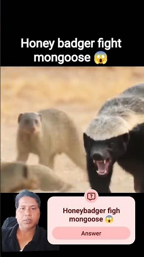 Honey Badger vs Mongoose Gang Fight | Jungle Revenge Story |😱