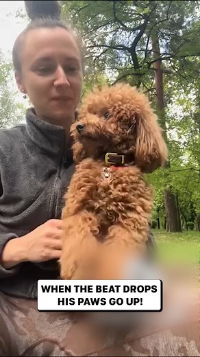 2.1K views · 27 reactions | The Cutest Duet in the World This talented poodle feels the beat, dancing perfectly in sync with his favorite human partner! #dancingdog #poodle #cutedog #dogreels #animalreels #doglover #poodlelove #funnyanimals #goodvibes | Javed | Facebook