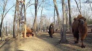 1.7K views · 46 reactions | Whether you walk, drive your own car or tour with a guide, Branson's Promised Land ZOO is a LOT of fun!  QUESTIONs (1.) Do you have a favorite zoo animal? (2.) Have you been to this zoo? In this video, Branson's Jungle Josh lets you know what's new this season. | Branson's Tour Guide | Facebook