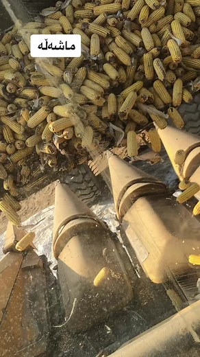 Corn Cob Processing Machinery in Action