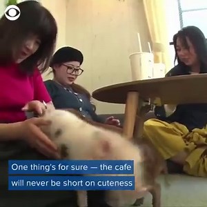 TEACUP PIG CAFE: Adorable piglets work at a this unique cafe — and there’s never a shortage of cuteness 🐷 | CBS News