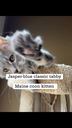 1.7K views · 73 reactions | Jasper, blue classic tabby | Sand Mountain Maine Coons | Facebook