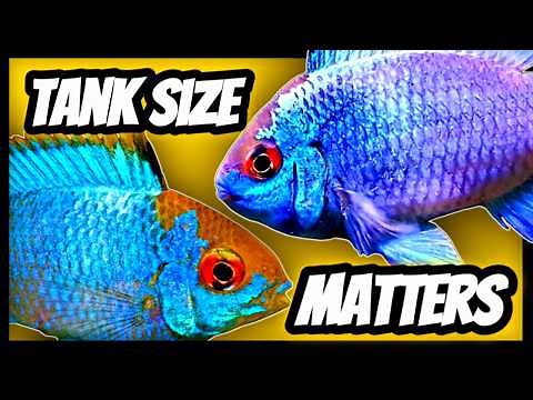 How to Care for Electric Blue Ram Cichlids (Tips & Tricks)