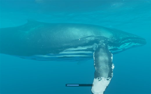 深海搁浅（Stranded Deep）0.48版本萌新入坑教学