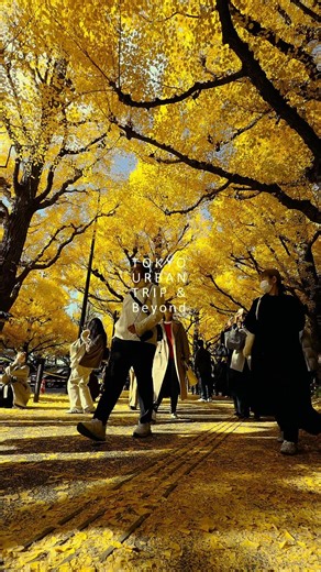 Meiji Jingu Gaien Ginkgo Avenue [2025-11-19]