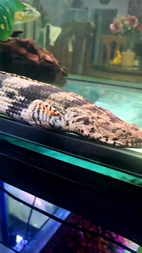 The King of the Bottom Tank Unleashed 🐟 Meet "Father B" — the biggest bottom-dweller in the tank! This massive Endlicheri Bichir at Khby MFT measures an impressive 21" inches long and weighs nearly 2 kilos. A true beast, he can devour 8–10 feeder goldfish in one sitting. 😱 A true living monster fish fossil with an appetite to match! 🐲 #dinosaurfish #aquafranz #bichirfishkeeper #khbymft #endlibichir #bichirfam | AquaFranz