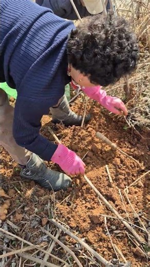 80-year-old country mom, little mom and dad digging sweet potatoes