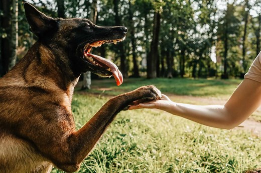 Belgian Malinois Size: Growth Chart, Milestones, and What to Expect