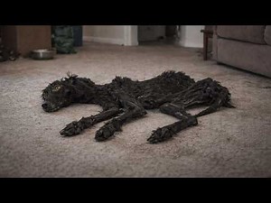 With Only 1% Chance to Survive, This Skinny Dog Turned the Impossible into Reality!