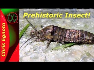 A Prehistoric insect - The Jumping Bristletail!