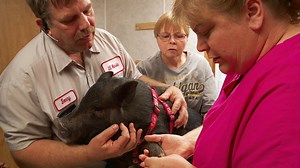 Unable to put any weight on her hoof, Corky the Pig needs to have an abscess drained to alleviate her pain. | National Geographic Animals