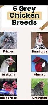 6 Grey Chicken Breeds//Poultry Science