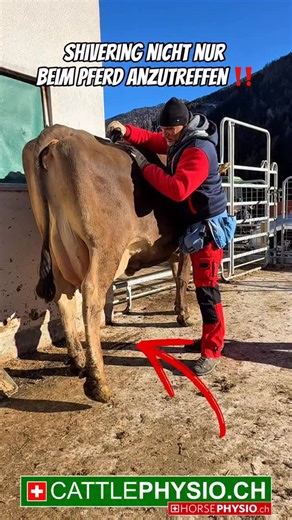 🐮🐮 Shivering beim Rind ist eine neurologisch-funktionelle Bewegungsstörung, die sich vor allem in der Hinterhand zeigt: Zittern, ruckartiges Hochziehen der Gliedmaße, Koordinationsprobleme besonders beim Rückwärtsgehen oder Anheben des Beins. Ursache sind meist Störungen in der neuromuskulären Ansteuerung, oft kombiniert mit muskulären Dysbalancen, Faszienspannungen oder Überlastungen. Physiotherapie ist hier sinnvoll, weil sie gezielt am Nerv-Muskel-Zusammenspiel ansetzt: Spannungen werden ge
