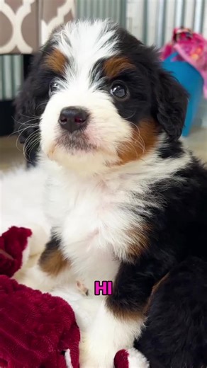 Say hello to Lena, the F1 Mini Bernedoodle girl with fluffy curls, soulful eyes, and the sweetest gentle nature! 🐾🤍 Loving, intelligent, and full of charm, Lena is the perfect mix of playful energy and calm cuddles. She’s affectionate, family-oriented, and always happy to be right by your side — whether it’s adventure time or quiet moments at home. Lena is ready to grow into a loyal, loving best friend. 🐶✨ Comes with: ✅ Direct Home Delivery ✅ 24/7 Lifetime Vet Support ✅ Microchip & Health Cer