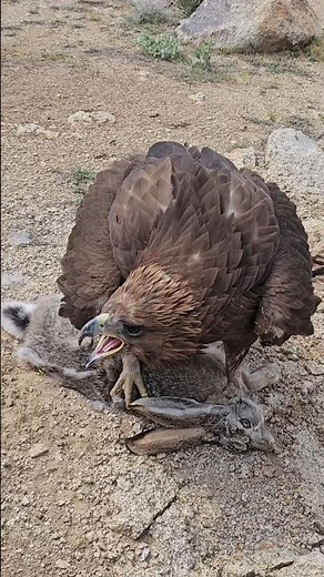 Golden Eagle vs Rabbit | Unbelievable Hunting Power!👀🦅