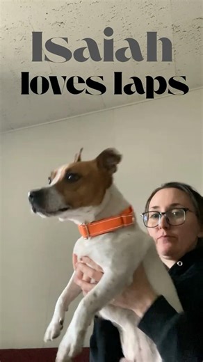 Isaiah Needs a Home! #jackrussellterrier #adoptme #adoptstrays #rescuedog #nwindiana #jrt