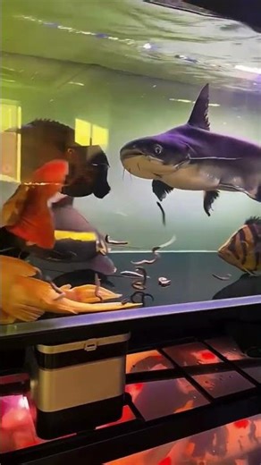“Big Fish Aquarium 🐠🔥 | Giants of the Tank”.