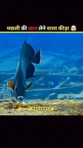 CYMOTHOA EXIGUA KILL A FISH 🤯 #facebookreelsviral #viralpage #StarsEverywhere #videoviral #facts #factsdaily #virals #short #shorts | FactBoyz