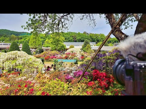 Wisteria in Ashikaga Flower Park・4K HDR