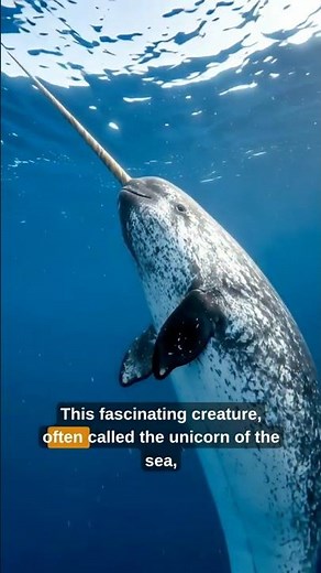 Narwhals Are More Incredible Than You Think