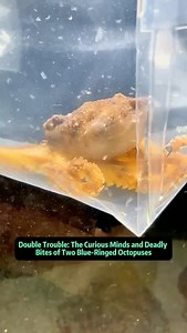 Animaltalkz | Double Trouble: The Curious Minds and Deadly Bites of Two Blue-Ringed Octopuses From exotic coloring to astonishing intelligence, the... | Instagram