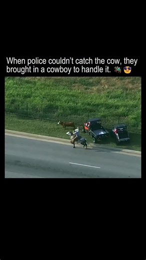 🚨🐄 Oklahoma City Cow Chase Goes Viral! 🤠🔥 In 2022, a cow escaped near Interstate 40 (I-40) in Oklahoma City and wandered into heavy highway traffic, causing a dangerous situation for drivers and police. When officers couldn’t safely stop the cow, they called in a real cowboy — Blake Igert. Riding his horse onto the busy interstate, he calmly moved through traffic, roped the cow, and helped restore traffic flow. 📹 The entire incident was caught on aerial footage, making it look like a real-l