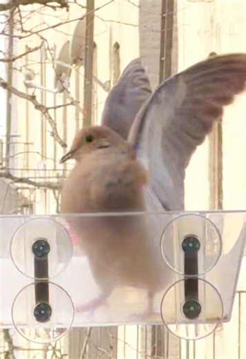 little duv gets spooked by big duv #pigeon #dove #birdwatching #funnyanimals #birdsoftiktok