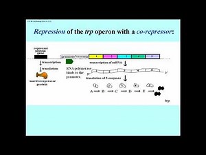 219 Repression of the Tryptophan (TRP) Operon