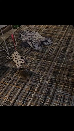 Gary Baxter (@garybaxter08)’s videos with Cha Cha Slide - Original Live Platinum Band Mix - DJ Casper