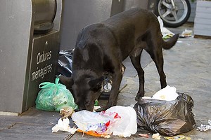Garbage Toxicosis (Garbage Gut) in Dogs - Signs, Causes, Diagnosis, Treatment, Recovery, Management, Cost