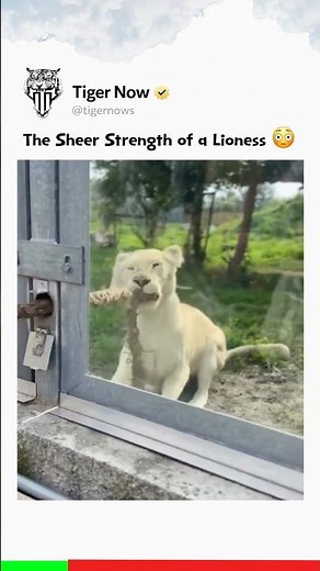 The Sheer Strength Of A Lioness 😳