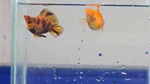 Albino Red Zebra RT Molly Juvenile Size | Oyeee Petshop