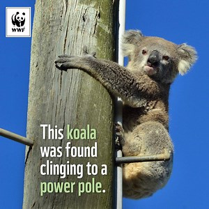 🐨🌳Today is the International Day of Forests, and also your last chance to make a submission to protect koalas and theit homes. 🐨🌳 This koala was stuck up a power pole for two days during a heatwave - just one of the many koalas left with nowhere to go as their homes are bulldozed. But you can help. Right now, vital laws that would help protect koalas' homes are being considered by QLD parliament, and they're open for public submissions. We’ve made it super easy for you to have your say with 