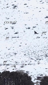1.4K views · 22 reactions | Yellowstone wolves chasing off a non pack member grey wolf! What a sight this was! #yellowstone #yellowstonenationalpark #yellowstonewolves #wolf #wolfpack #wolves #fbreels #fbreelsvideo #videooftheday | Colorado Wild Photography | Facebook