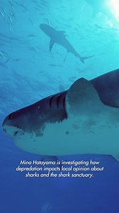 12 reactions | Introducing Mina, who is working towards understanding drivers and solutions for depredation amidst a changing climate. More info here: https://saveourseas.com/project/attitudes-and-costs-from-a-new-conservation-challenge/ #SOSF2025Projects #saveourseasfoundation #Maldives #sharkdepredation | Save Our Seas Foundation | Facebook