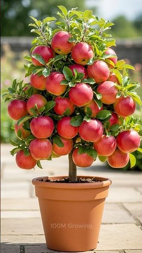 How to grow apple tree from apple to produce lots of fruit.#grow #grafting #apples #fruit