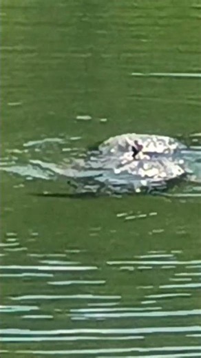 Snapping trutles mating
