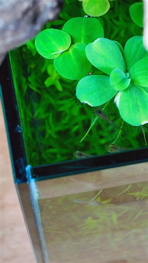 46K views · 434 reactions | Low-tech No Filter Avocado Bonsai...